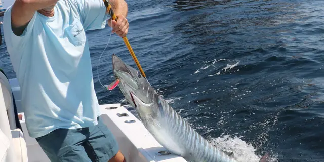 Gulf Coast Fishing Pic R31 Wahoo