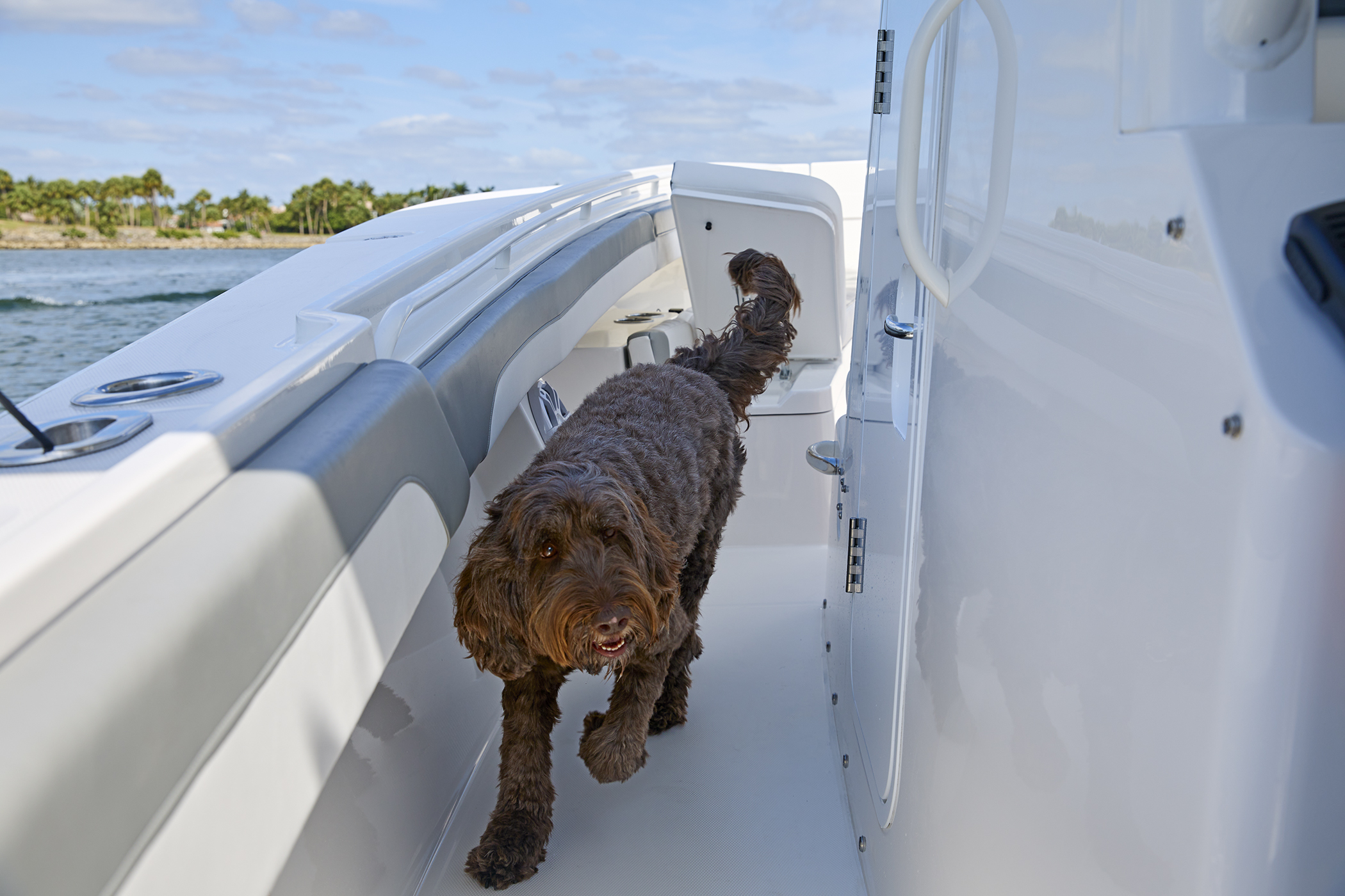 Reg Dogs Regulator Sandbar Family 0493 WG