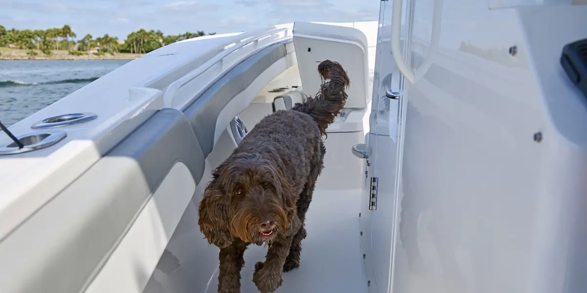 Reg Dogs Regulator Sandbar Family 0493 WG